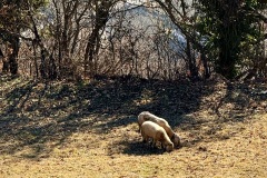 IMG_8696